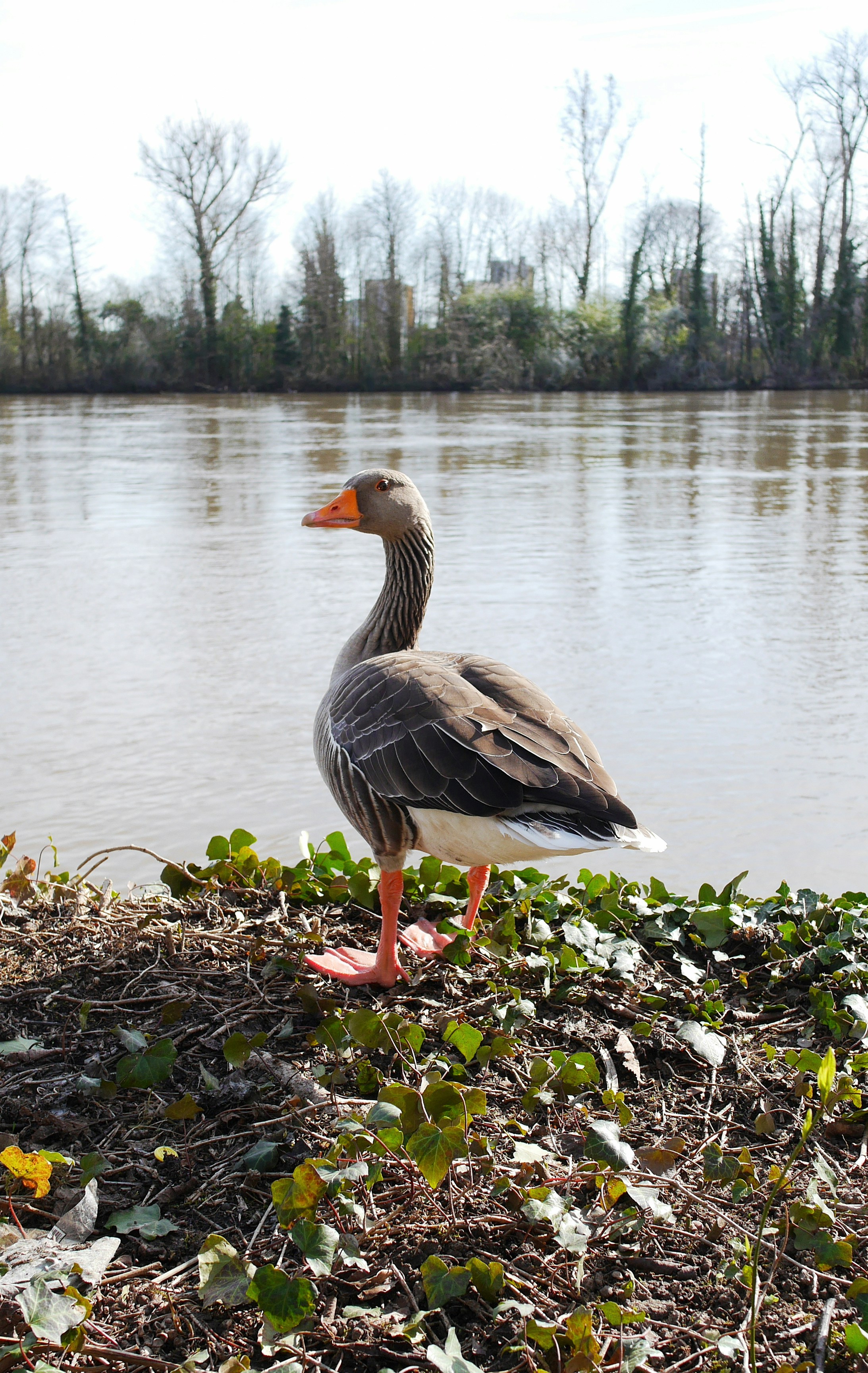 brown and white duck on water
