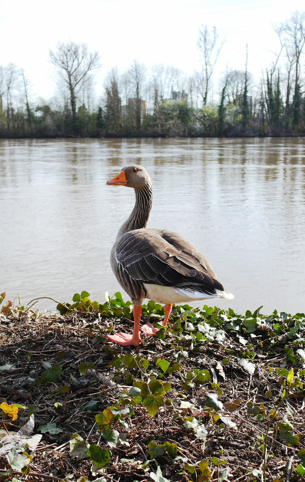 brown and white duck on water