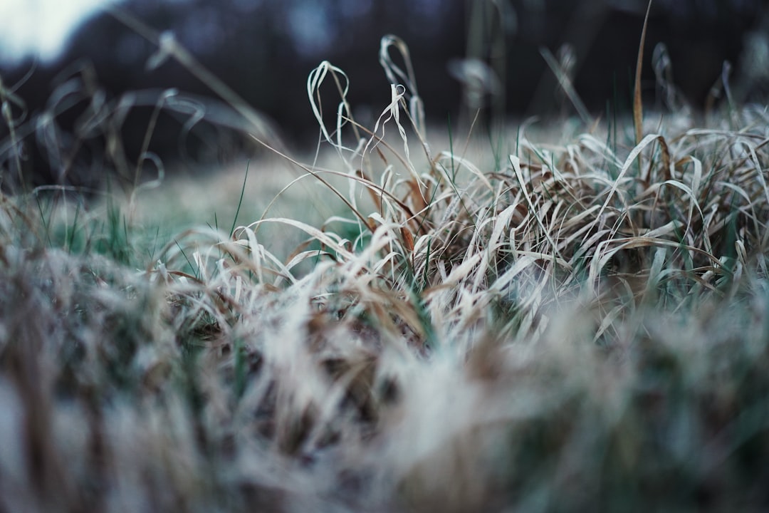 travelers stories about Natural landscape in Vienna, Austria