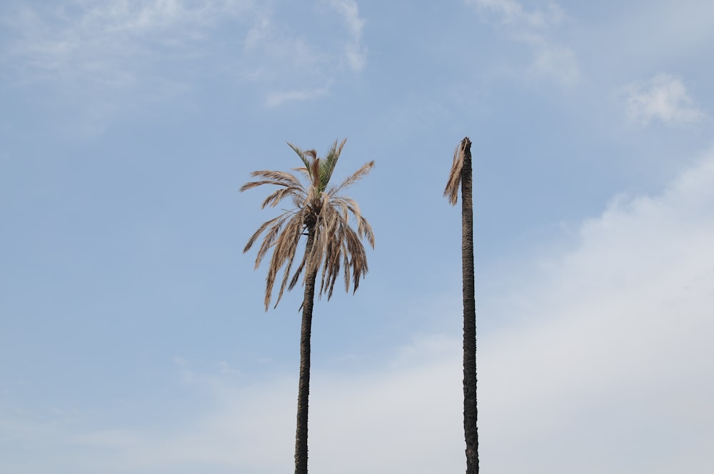 green palm tree under blue sky during daytime