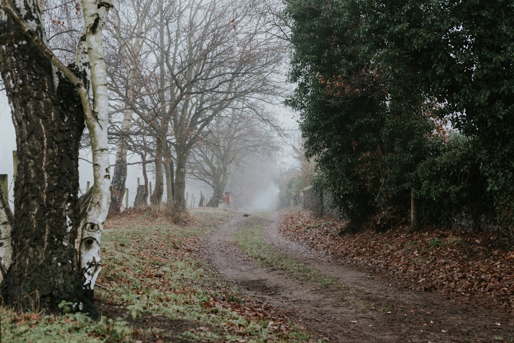 brown dirt road between trees during daytime