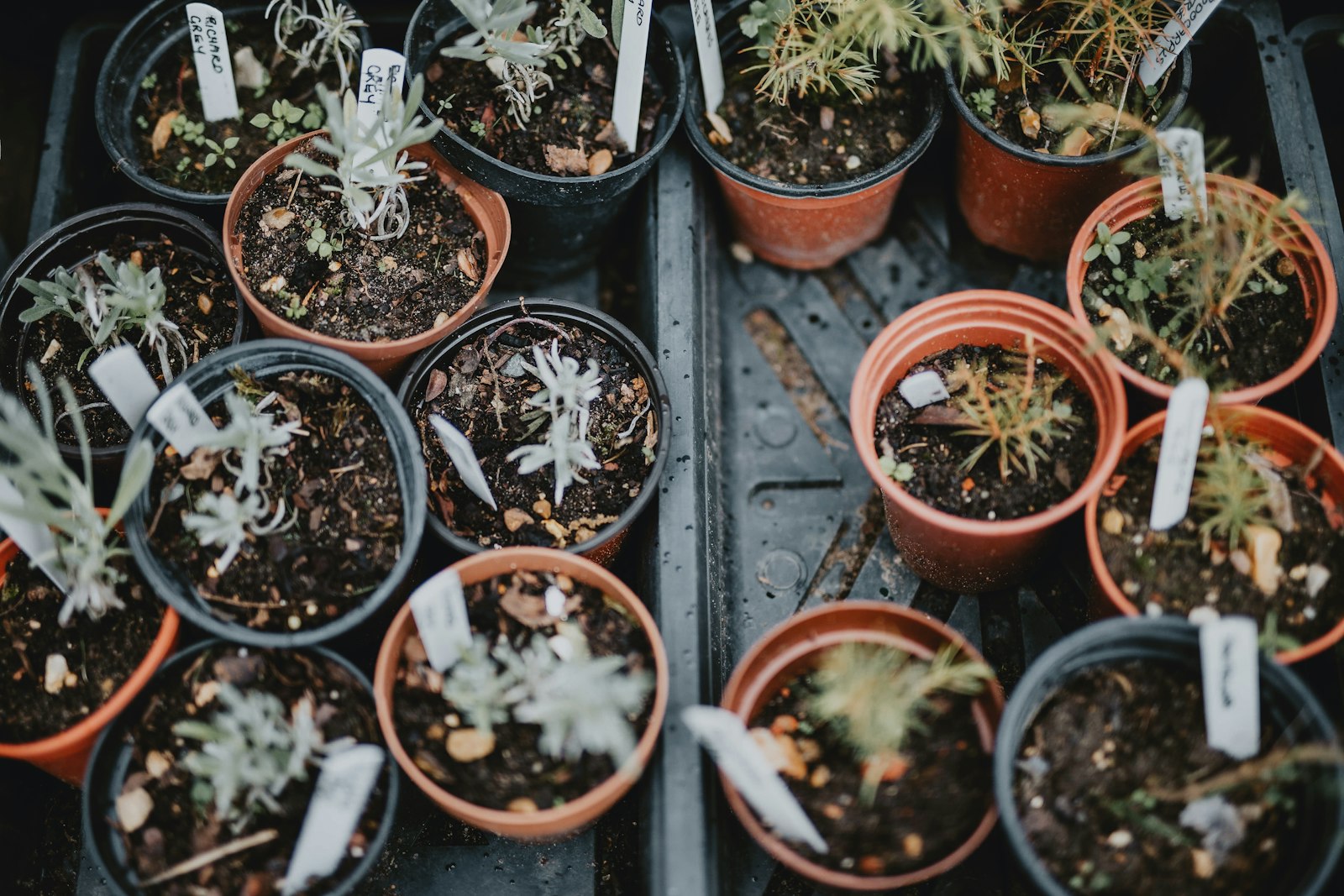 Canon EOS 6D sample photo. Green plants on brown photography