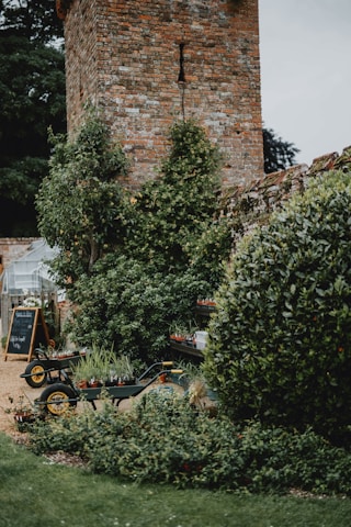 A rustic garden scene with lush greenery and a brick wall in the background. A large bush and climbing plants partially obscure the brickwork. In the foreground, two wheelbarrows are parked on a gravel pathway, filled with small potted plants. A chalkboard sign on the left provides information, and a wooden table holds rows of additional plants.