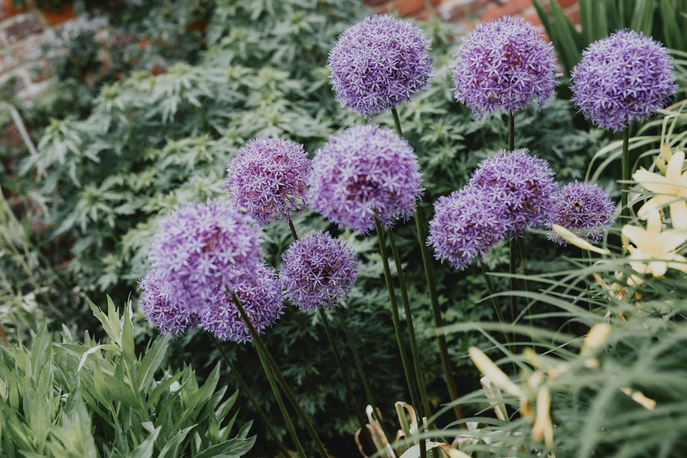 purple flowers in tilt shift lens