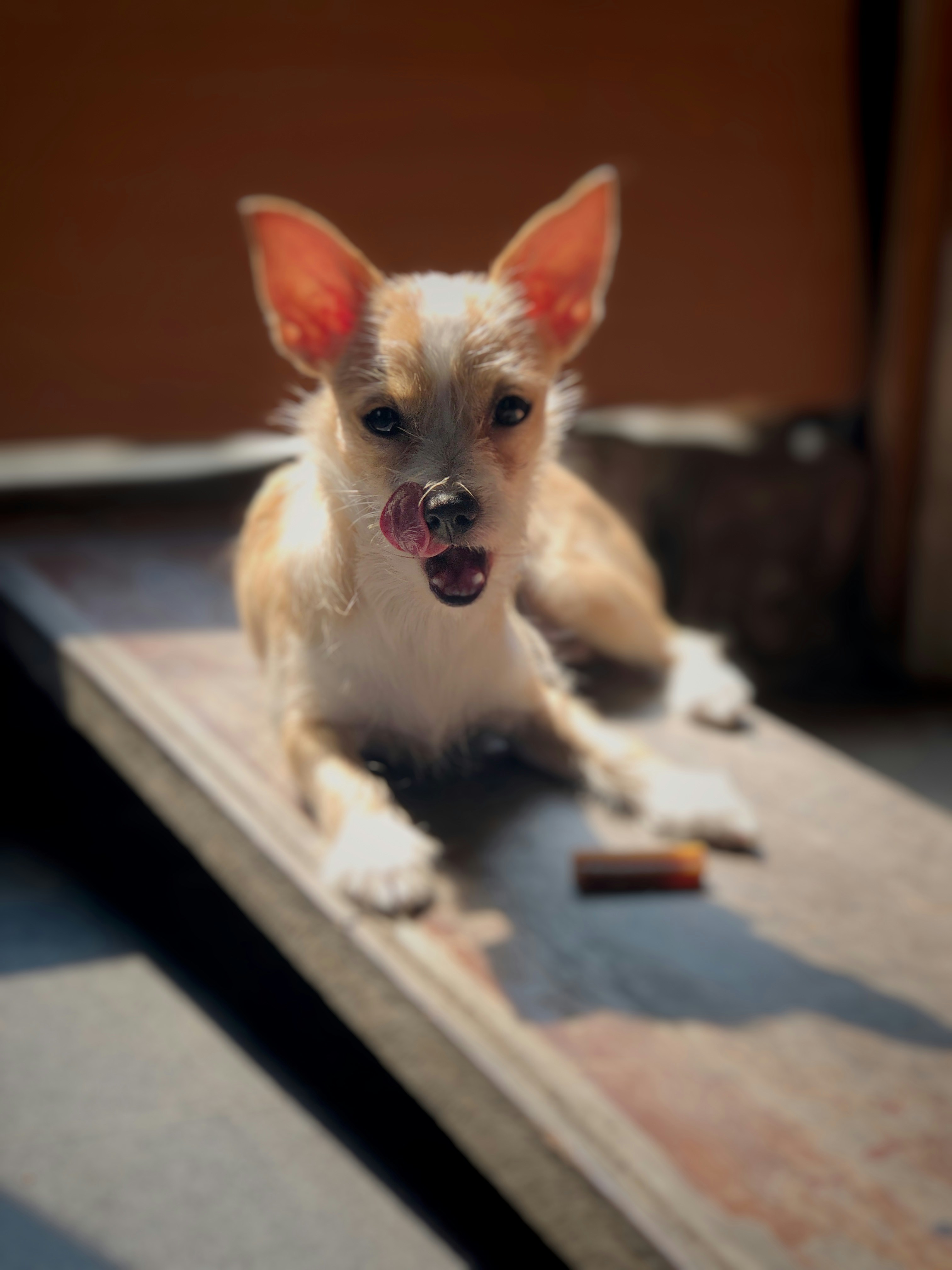 茶色の木製のテーブルに茶色のチワワの子犬の写真 Unsplashで見つけるペットの無料写真