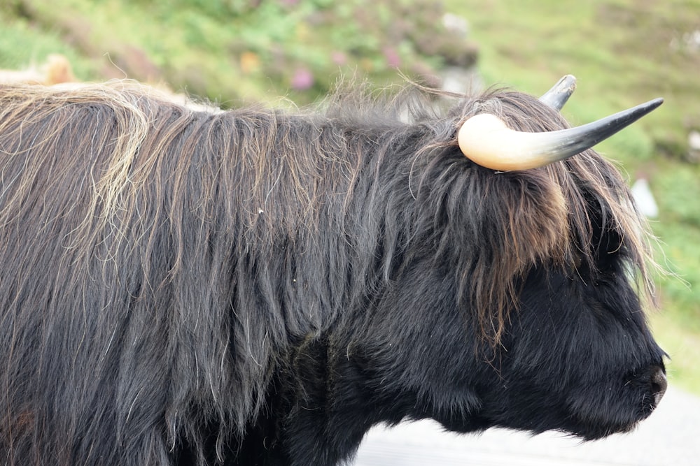 black and brown cow on green grass field during daytime