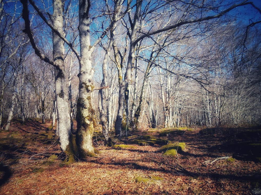 brown leafless trees on brown field during daytime