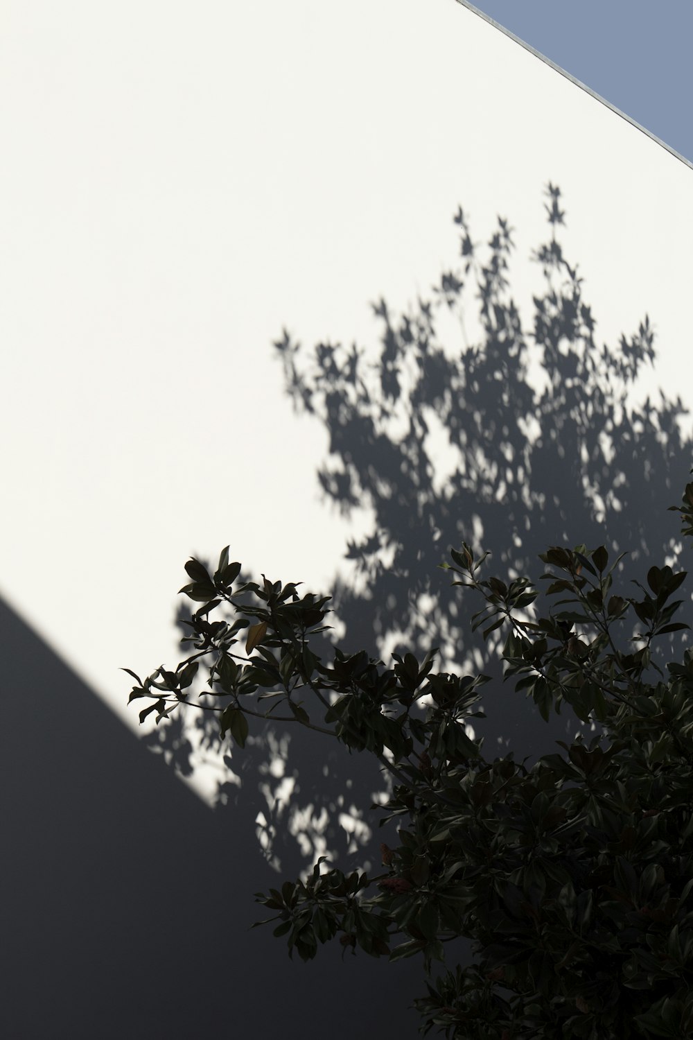 a shadow of a tree on a wall