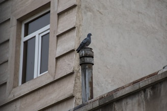 A pigeon perched on a metal pipe protruding from a building wall. The wall has a window with beige framing, and the surface of the building is a textured stone or concrete material. The pigeon is grey with speckled feathers.