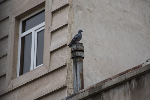A pigeon perched on a metal pipe protruding from a building wall. The wall has a window with beige framing, and the surface of the building is a textured stone or concrete material. The pigeon is grey with speckled feathers.