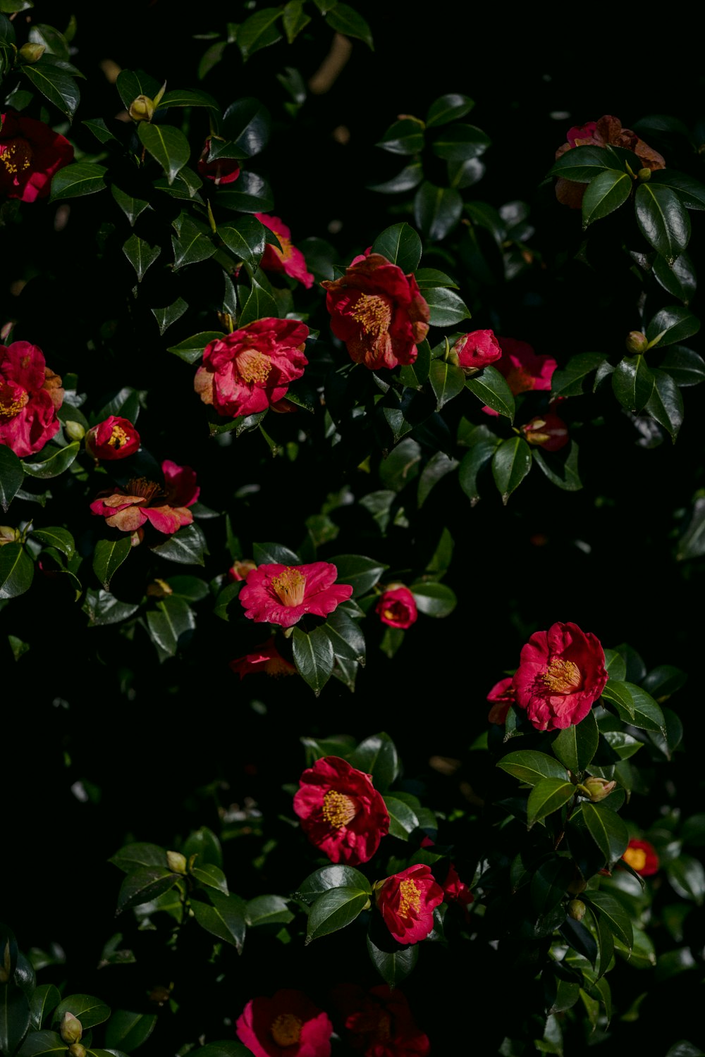 red flowers with green leaves