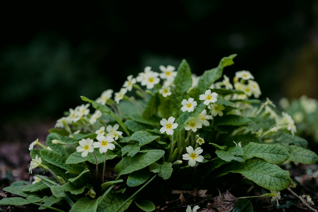 white and yellow flowers with green leaves