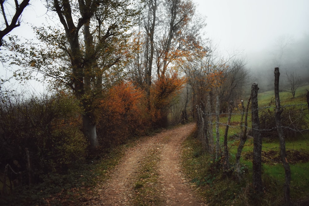 brown dirt road between bare trees