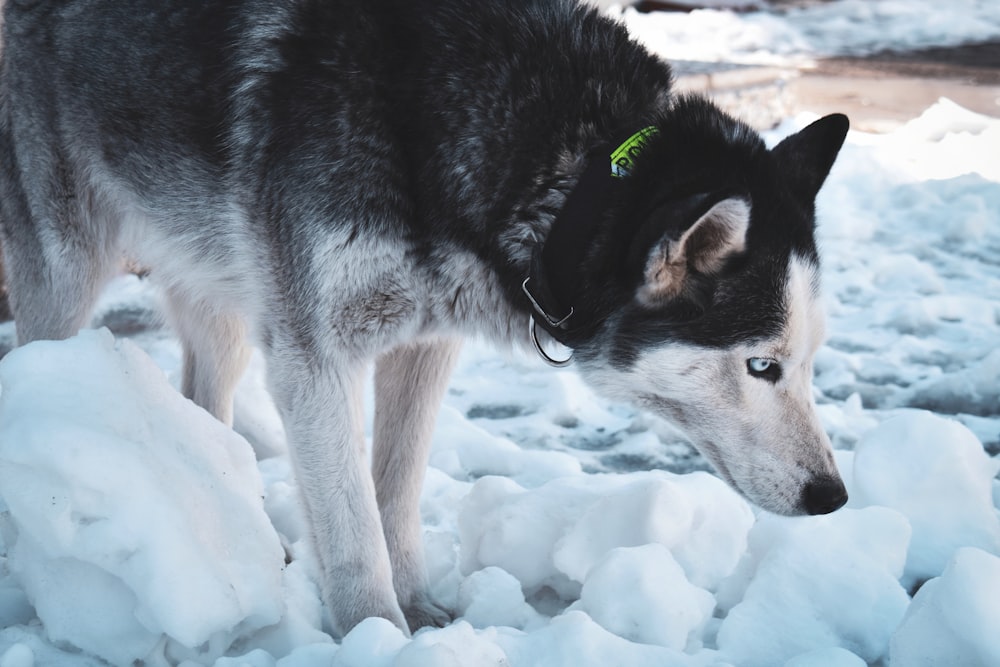 black and white siberian husky on snow covered ground during daytime