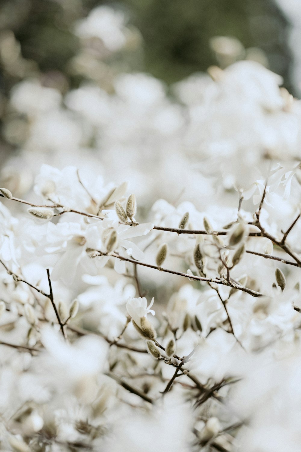 white flowers in tilt shift lens