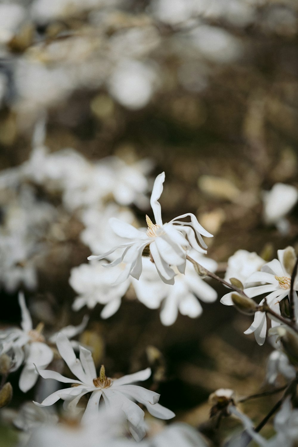 white flower in tilt shift lens