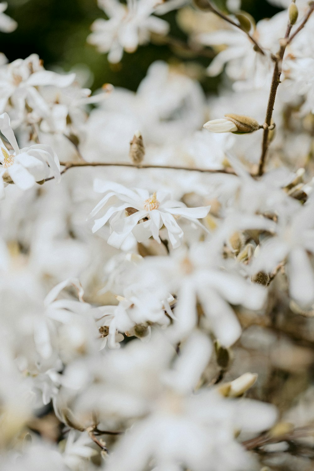 white flowers in tilt shift lens