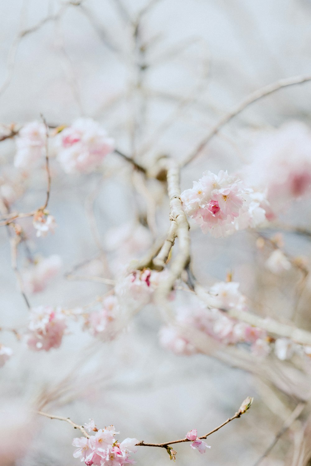 white and pink cherry blossom