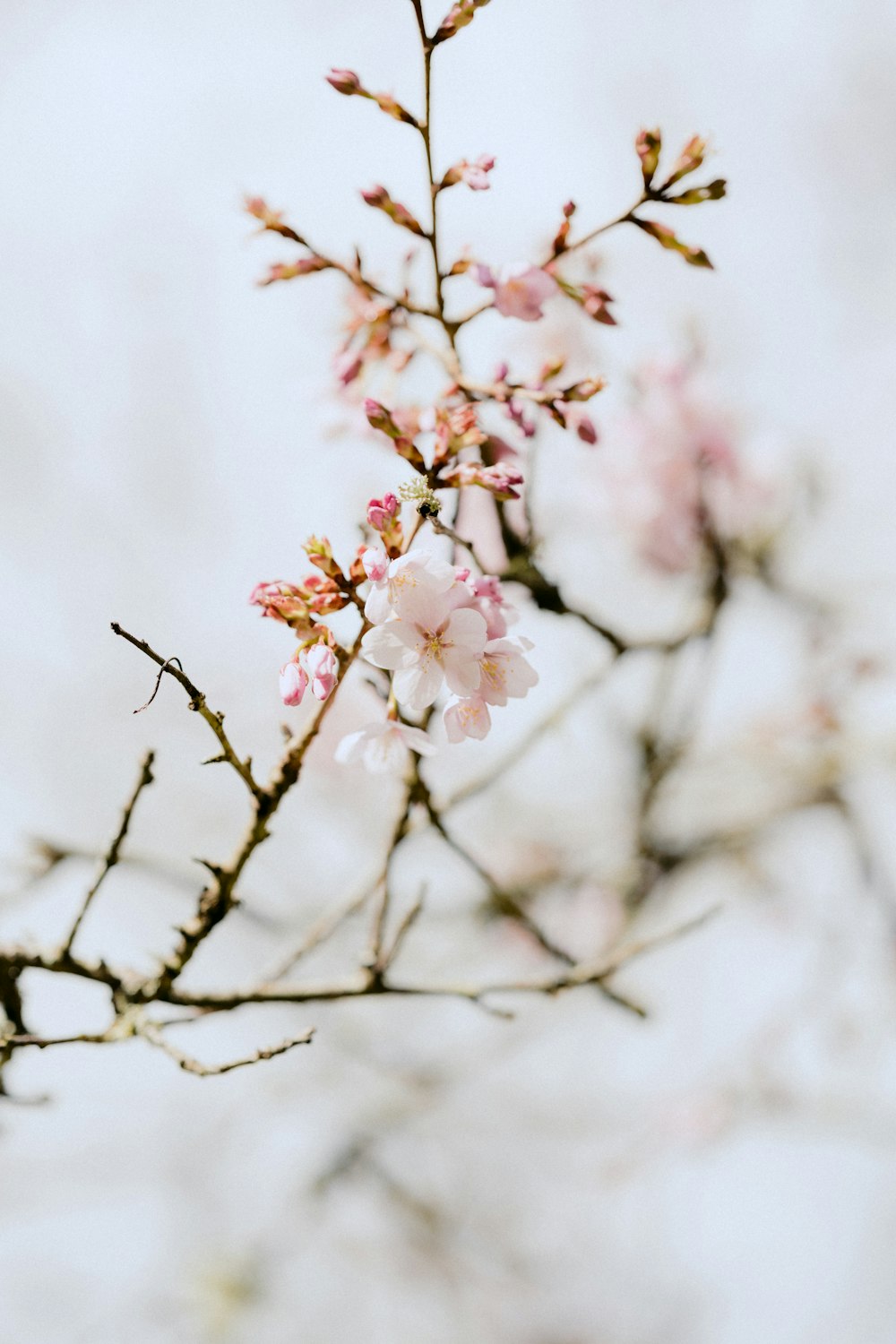 pink cherry blossom in close up photography