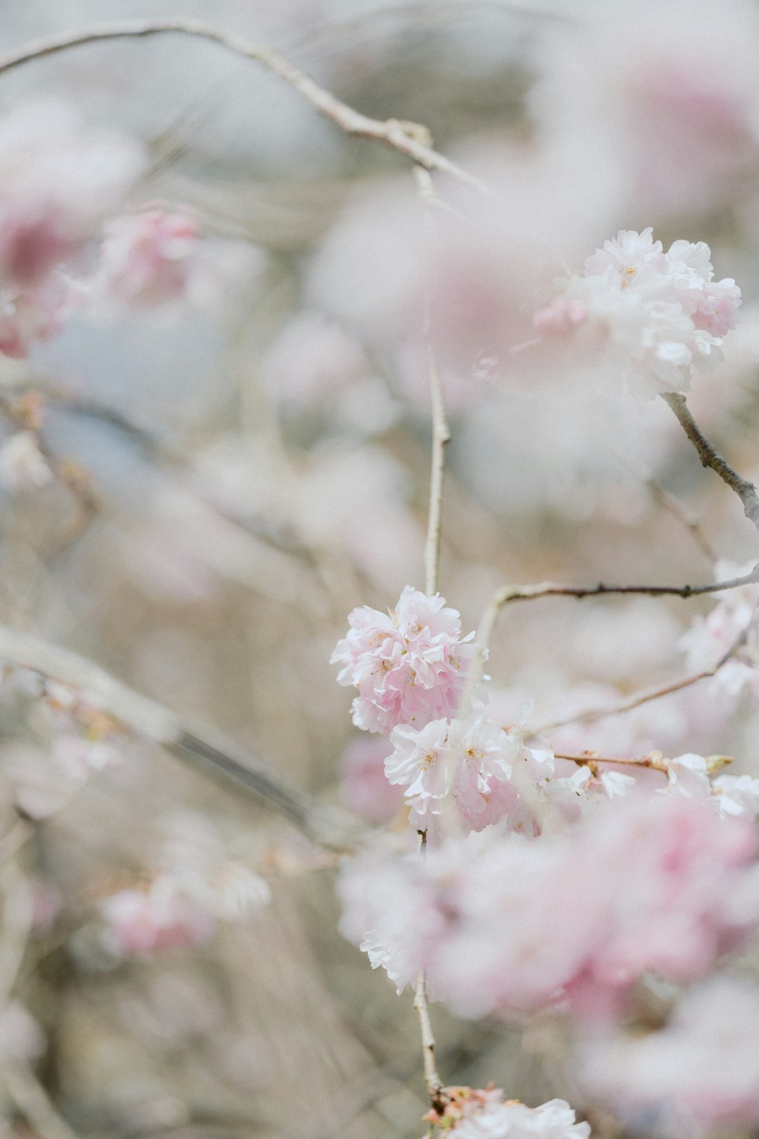 pink cherry blossom in close up photography