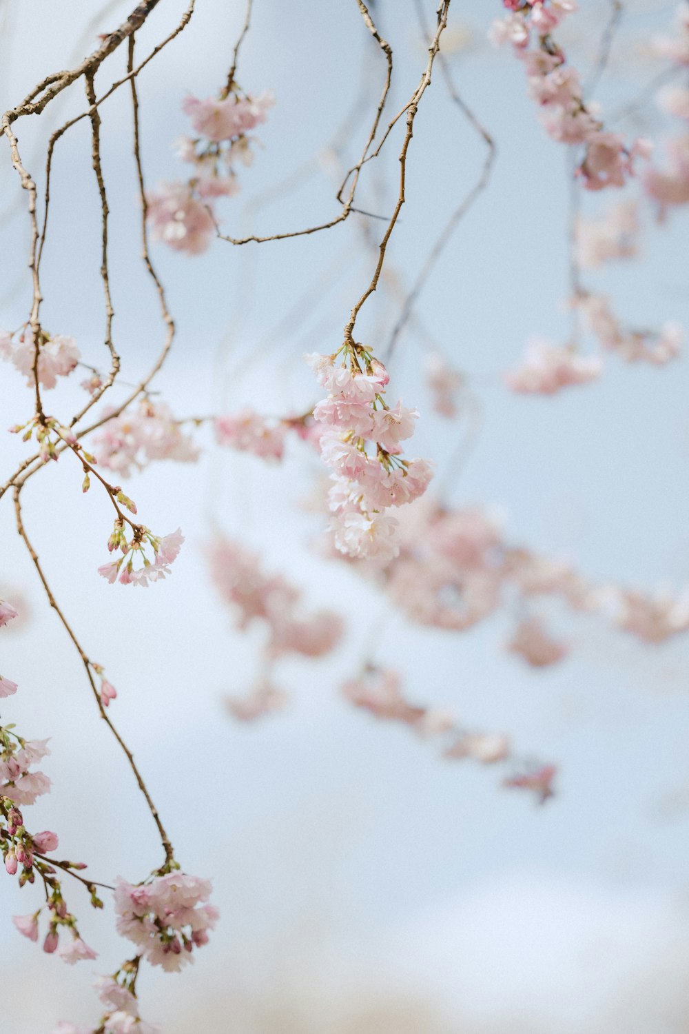 pink and white flower in close up photography