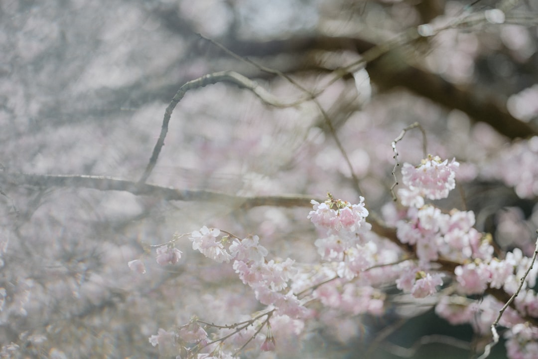 pink cherry blossom in close up photography