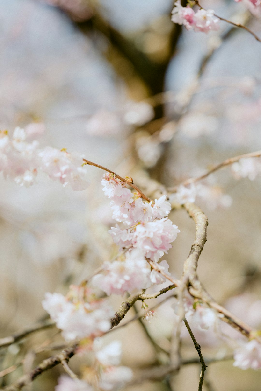 white and pink cherry blossom in close up photography