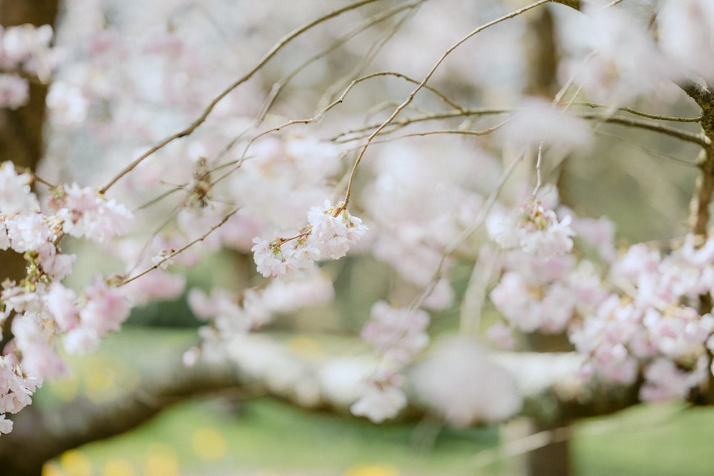 white cherry blossom in close up photography