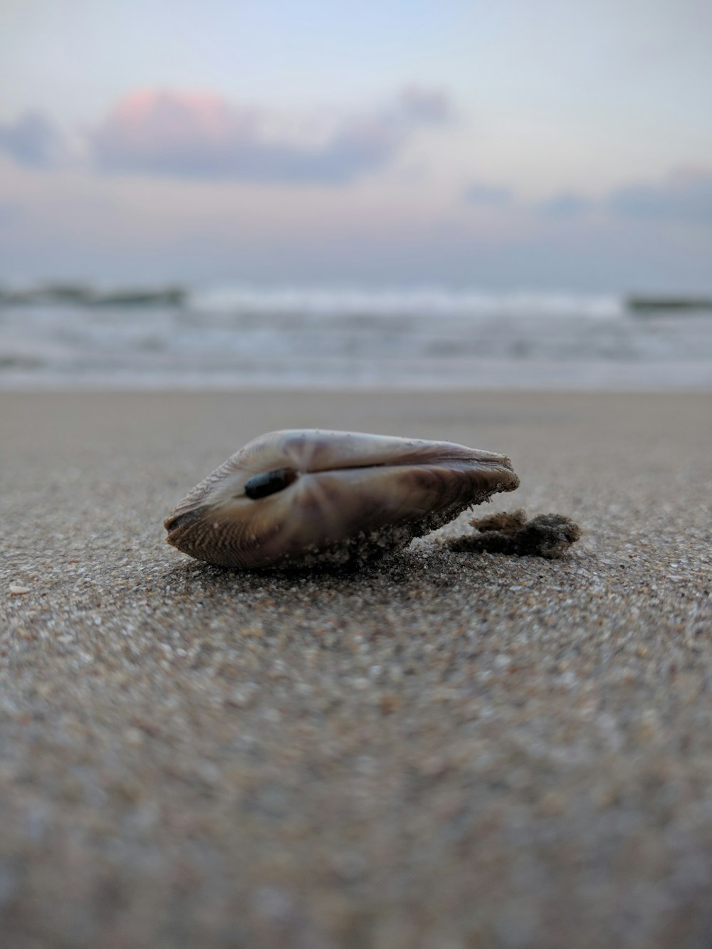 brown sea shell on beach during daytime