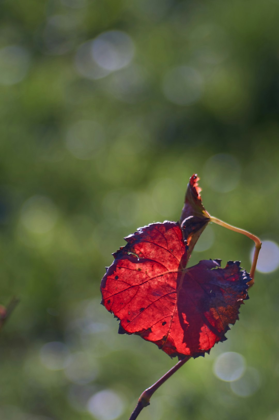 red maple leaf in close up photography