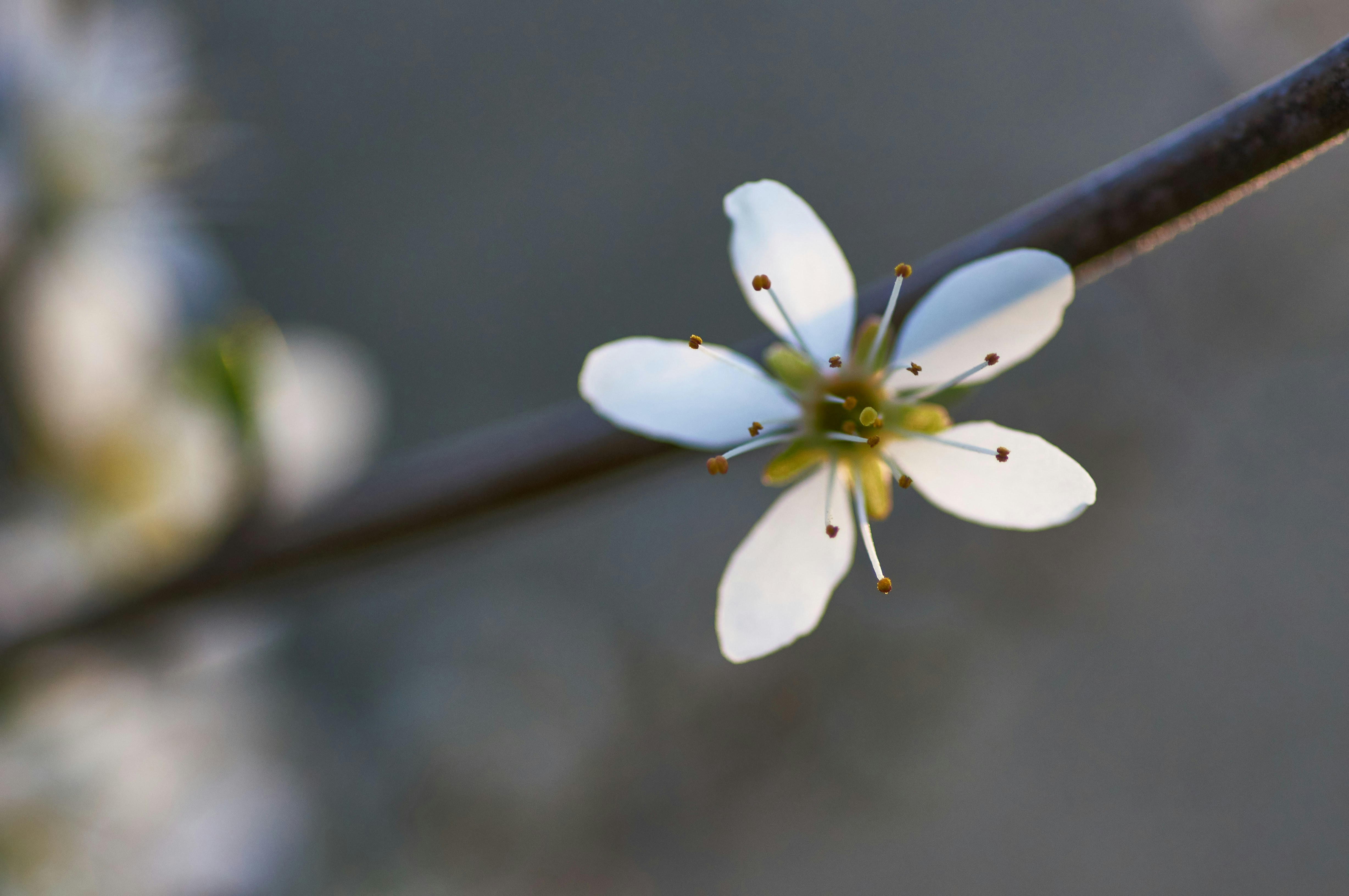 Photo by wolfgang_hasselmann