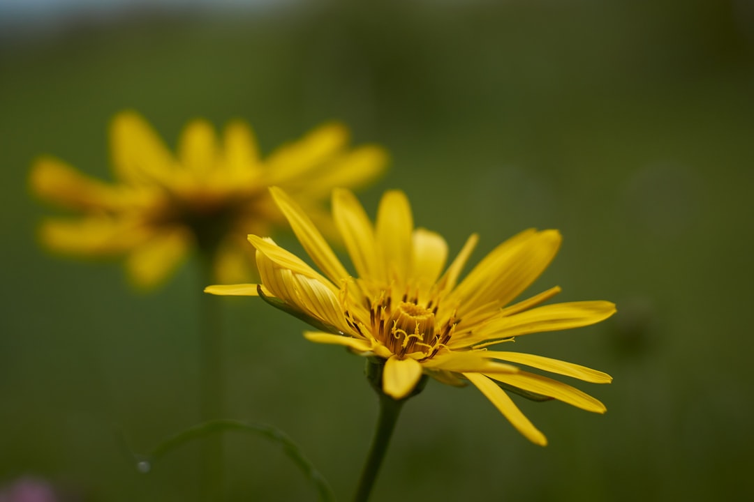 yellow flower in tilt shift lens