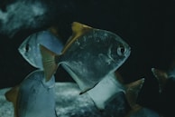 blue and yellow fish underwater