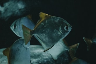 blue and yellow fish underwater