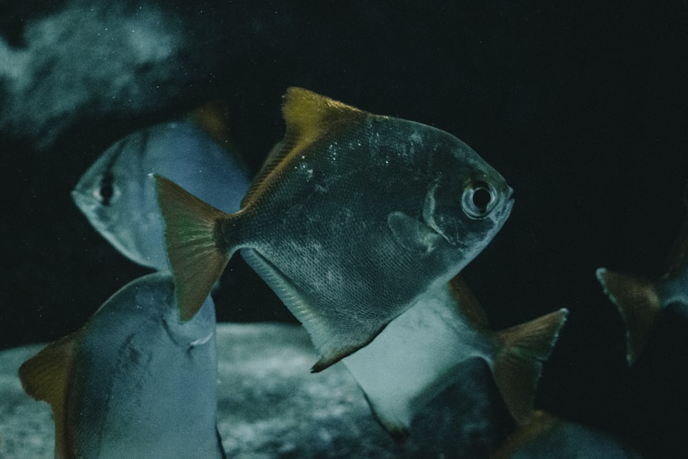 blue and yellow fish underwater