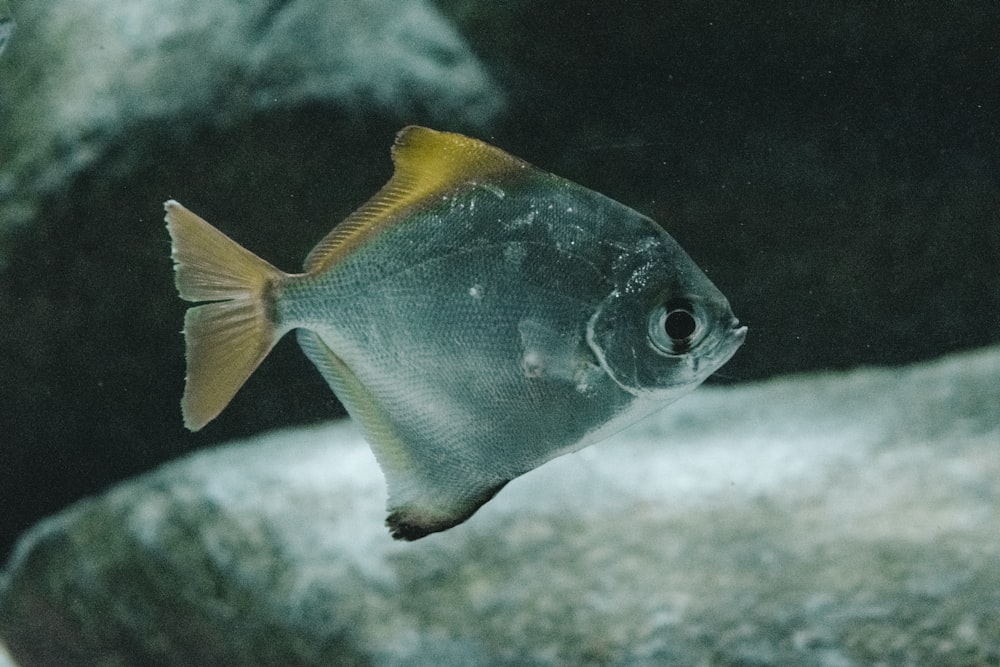 blue and yellow fish in water