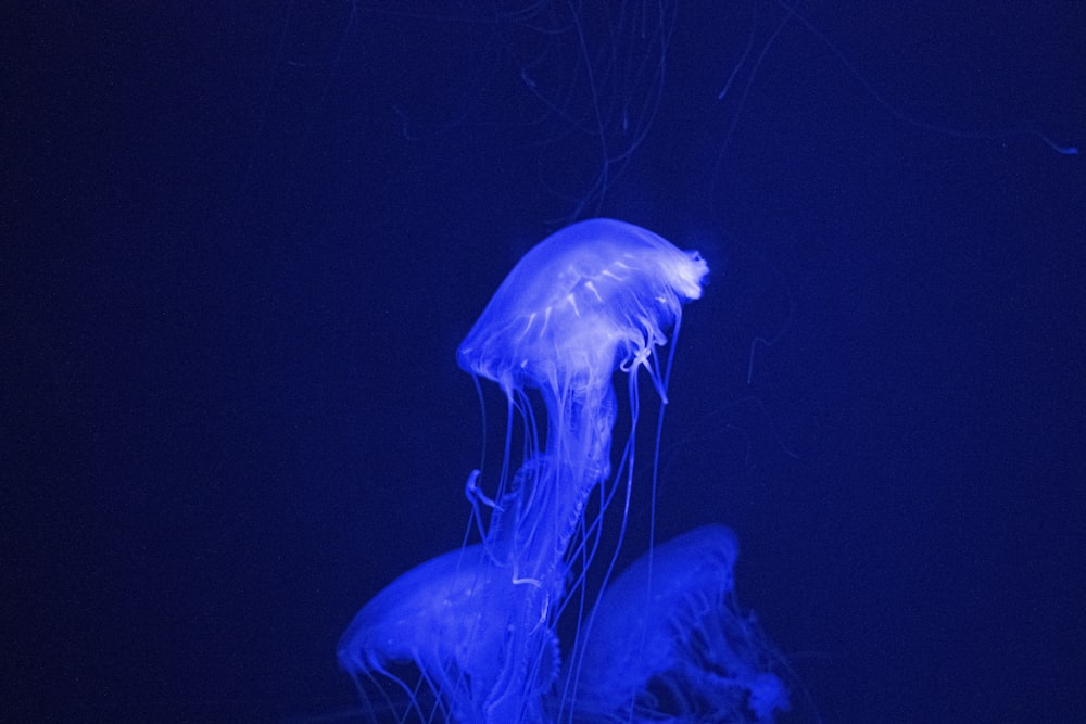 blue jellyfish in blue water