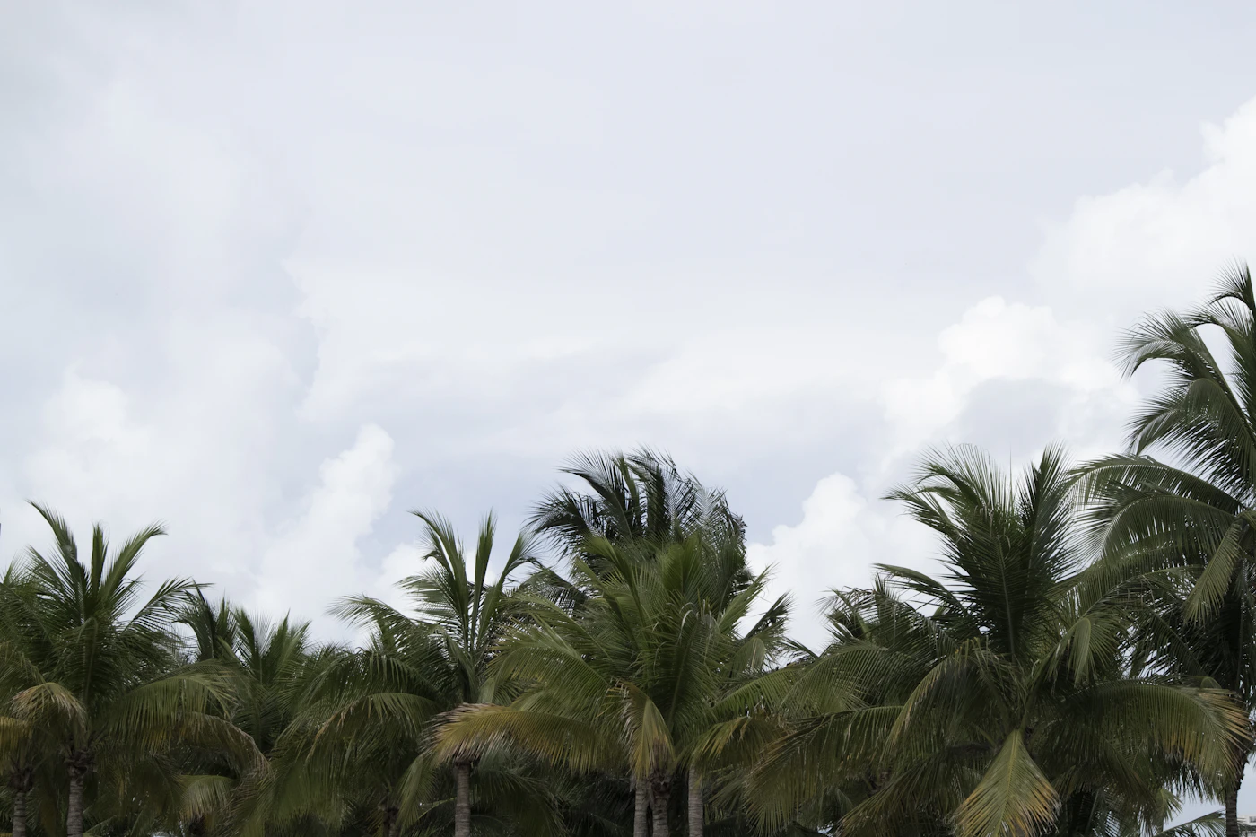 Florida palm tree under building storm clouds