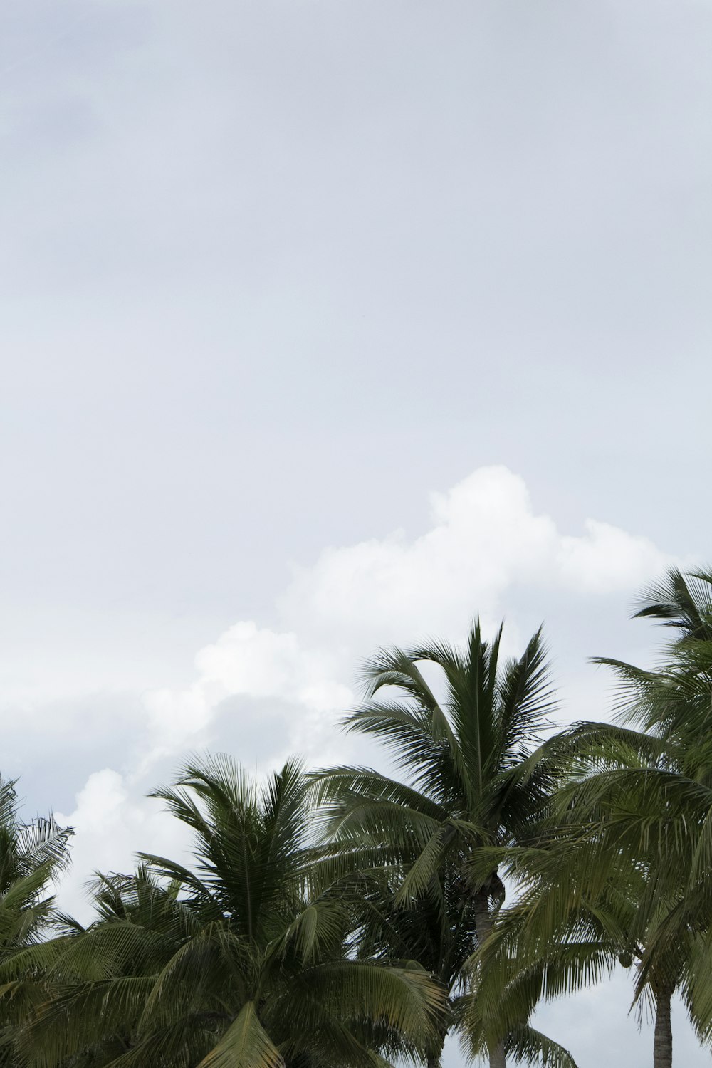 green palm tree under white clouds and blue sky during daytime