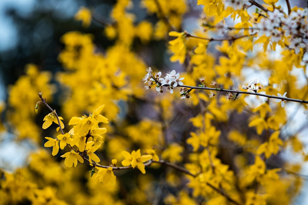 yellow flowers with green leaves