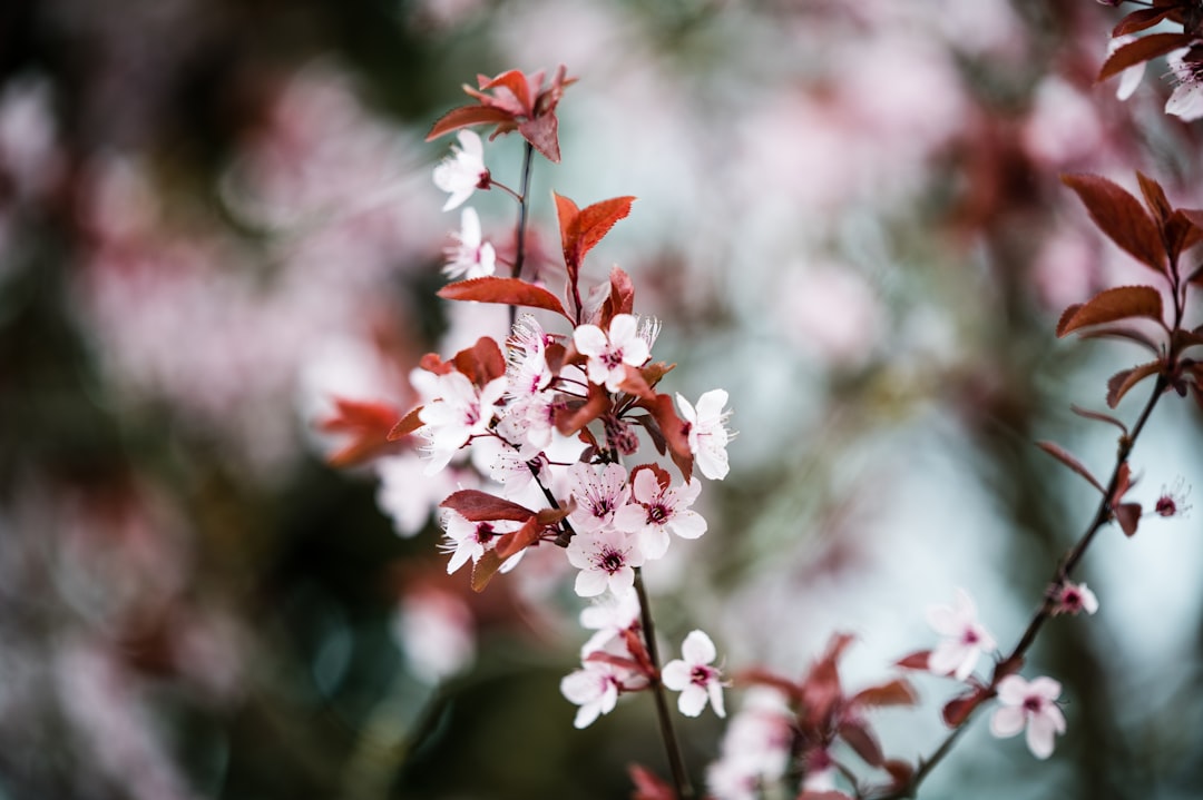 pink and white flowers in tilt shift lens