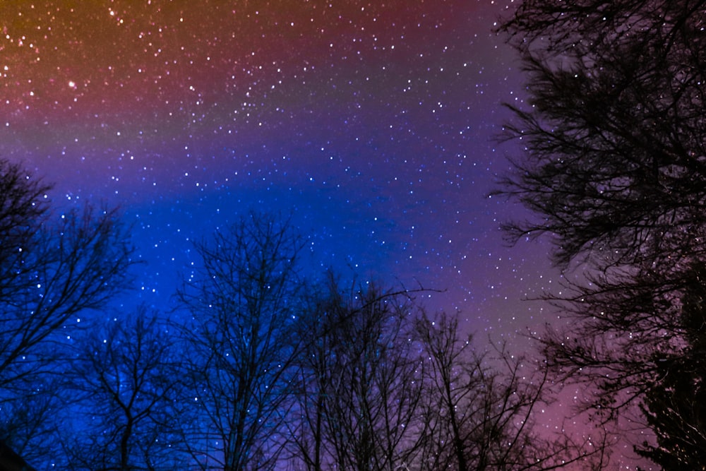 bare trees under blue sky with stars during night time