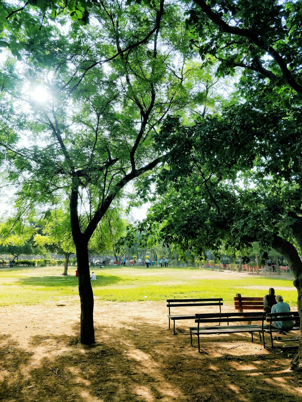 brown wooden bench on brown sand near green trees during daytime