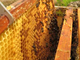 Close-up of healthy bees on honeycomb inside a hive