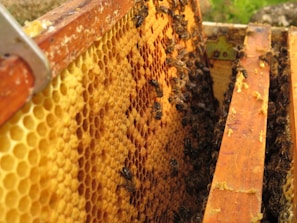A close-up view of a honeycomb filled with bees, placed inside a wooden frame used for beekeeping. The honeycomb has a vibrant yellow color and is structured in a hexagonal pattern, with numerous bees crawling over it.