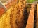 A close-up view of a honeycomb filled with bees, placed inside a wooden frame used for beekeeping. The honeycomb has a vibrant yellow color and is structured in a hexagonal pattern, with numerous bees crawling over it.