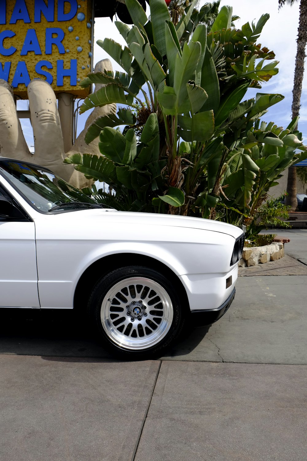 white car parked beside green palm tree during daytime