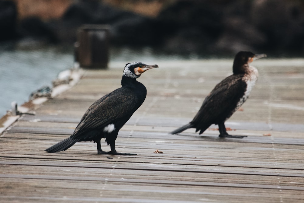 black and brown bird on brown wooden surface during daytime