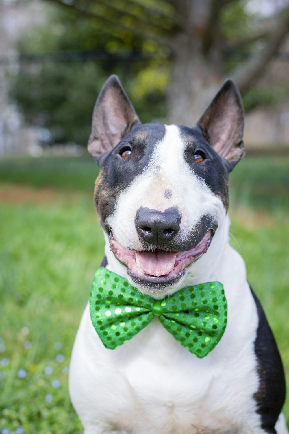 white and black short coated dog with red bowtie on green grass field during daytime