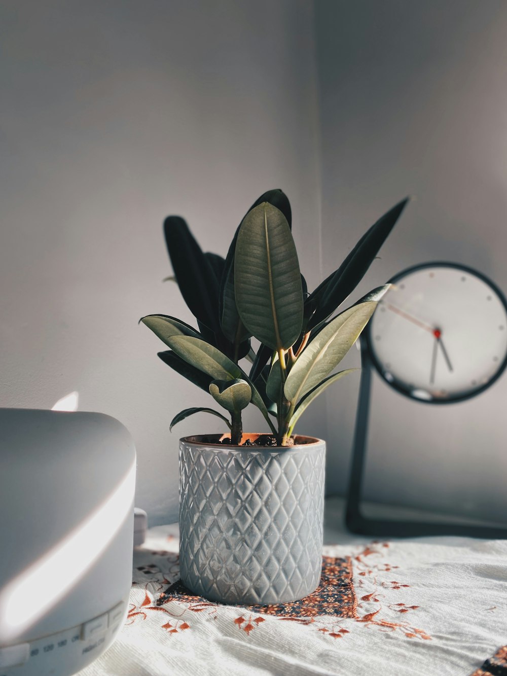 green plant on white and blue floral ceramic pot